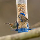 EASY Step to Keep Ants Away From Hummingbird Feeders 11 Ants Away From Hummingbird Feeders